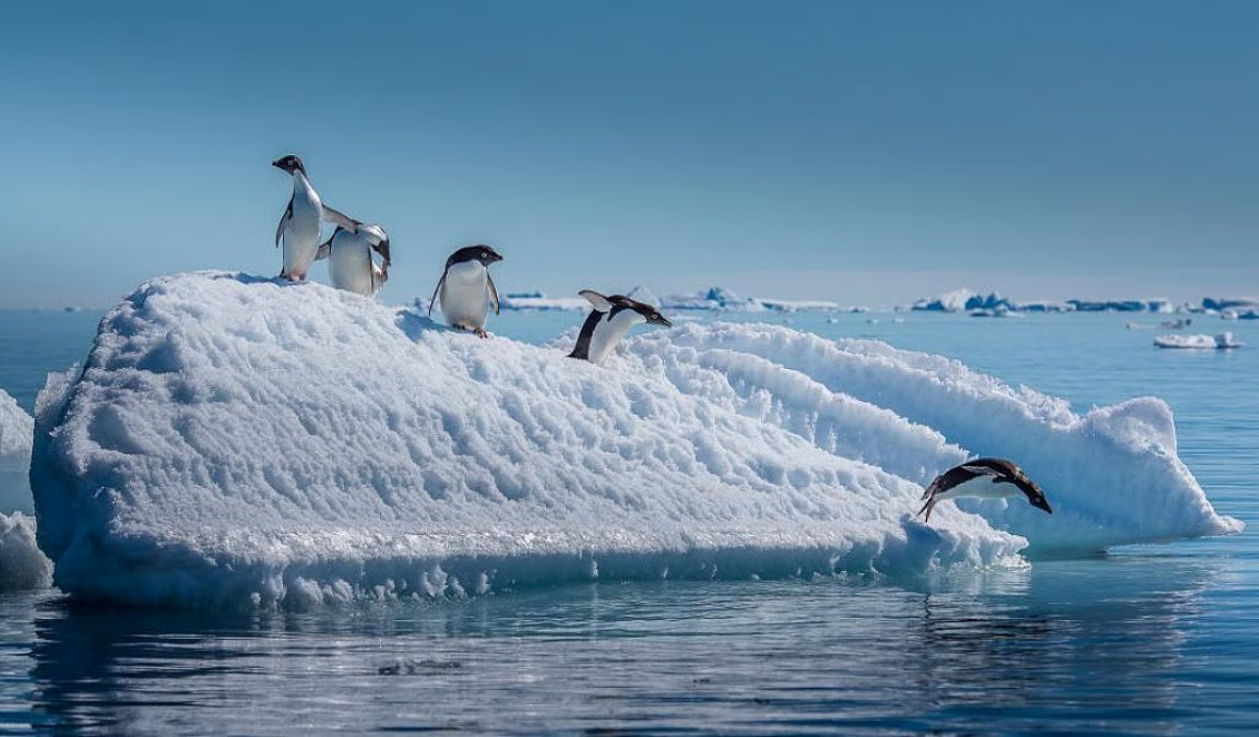 Why Antarctic Wildlife Research Matters to Us